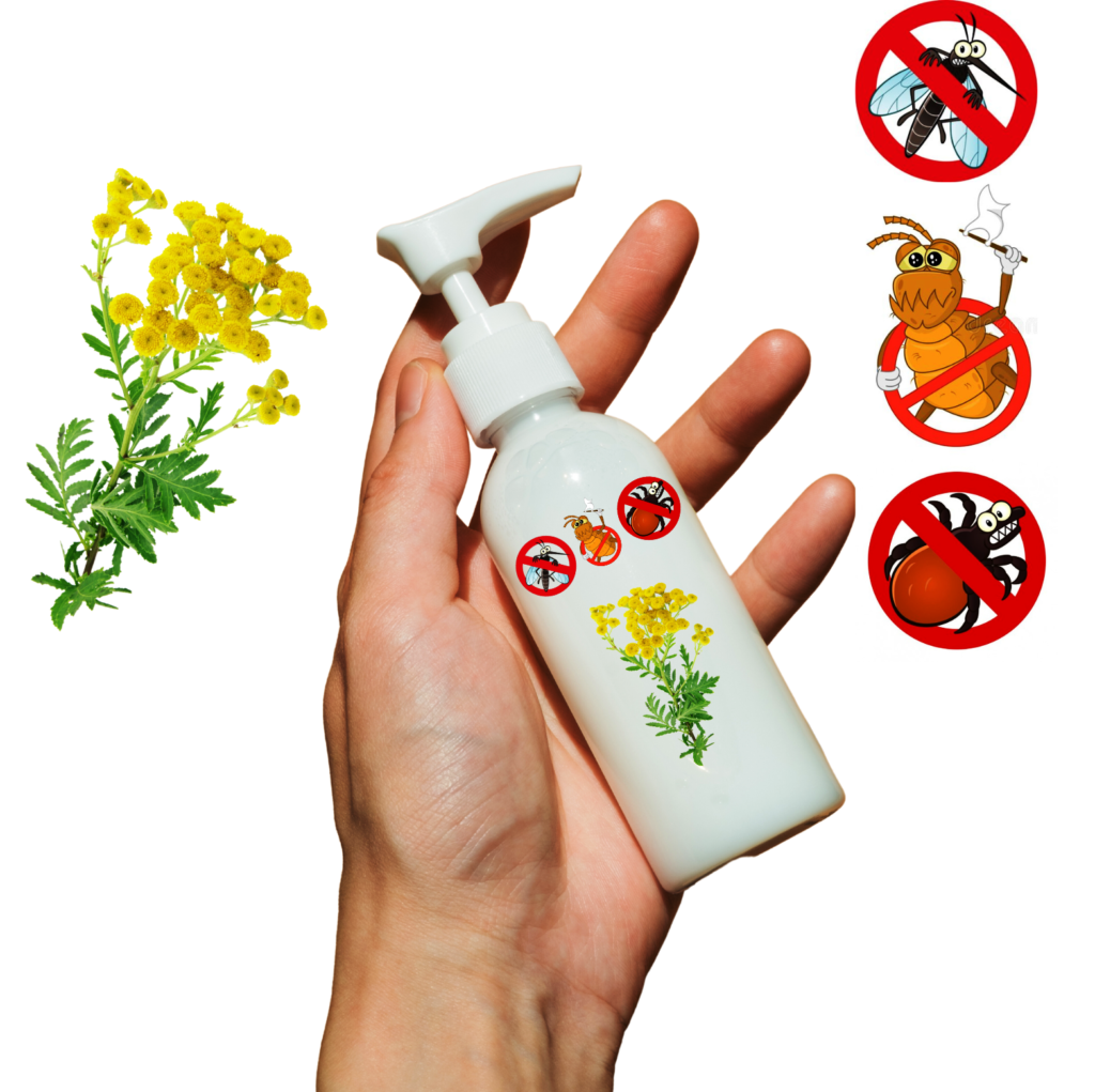 Recette D Une Lotion R Pulsive Des Insectes Piqueurs La Tanaisie L