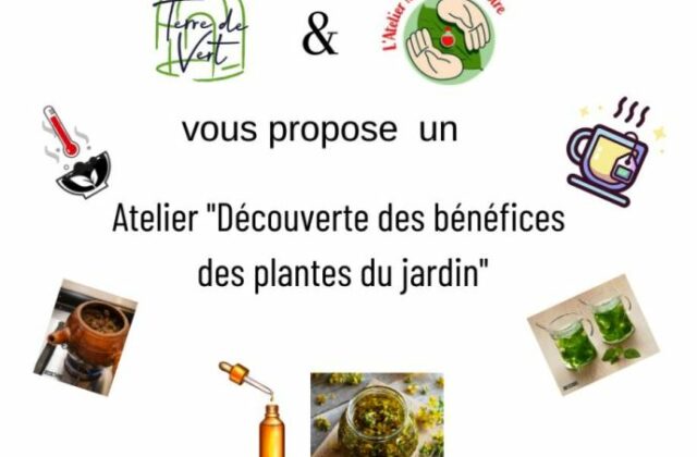 Atelier découverte des bénéfices des plantes du jardin 2h00 à 30€ – Samedi 30 Septembre 2023 à 15h00 à Vert-Saint-Denis
