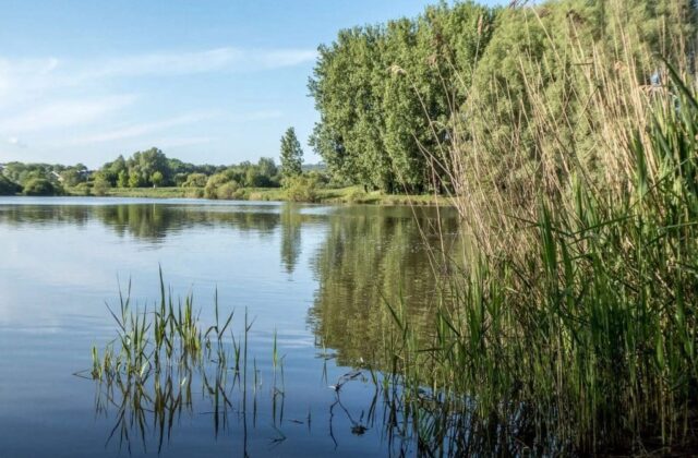 Balade d’initiation à la reconnaissance des plantes sauvages 3h00 à 15 € au Lac de Saulx-les-Chartreux