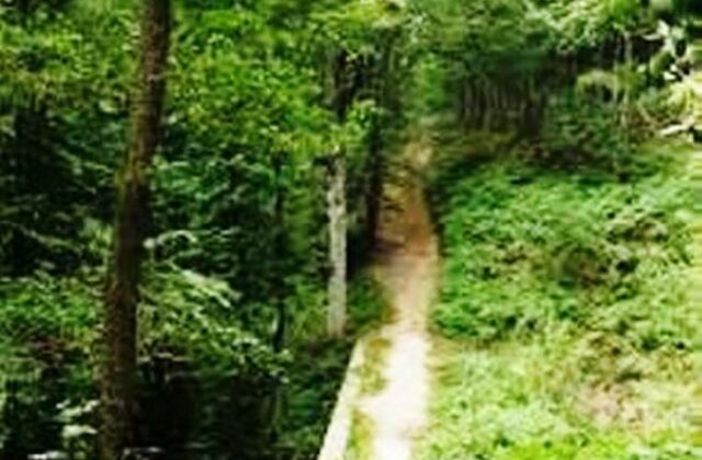 Balade d’initiation à la reconnaissance des plantes sauvages 3h00 à 15 € dans la forêt du rocher de Saulx-les-Chartreux