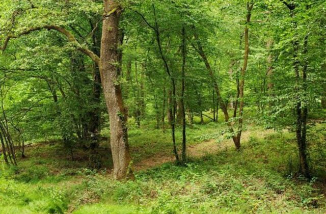 Balade d’initiation à la reconnaissance des plantes sauvages dans la Forêt du Bois de Gelles