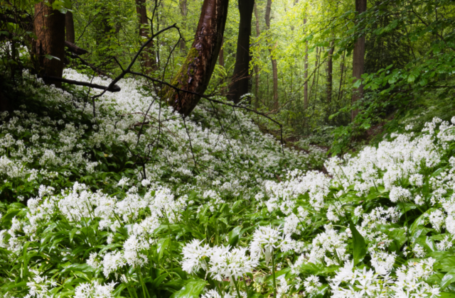 Balade à la rencontre de l’Ail des ours