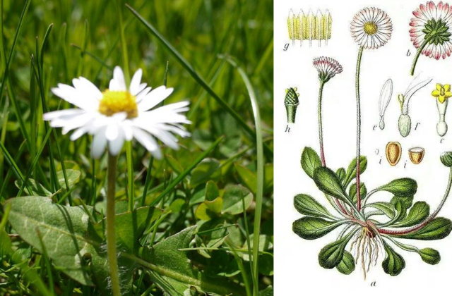 La pâquerette (Bellis perennis) : discrète mais précieuse
