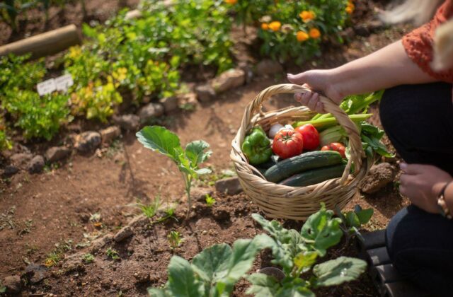 Astuce simple avec l’ortie : booster ses plantes naturellement