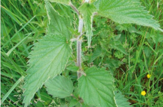 Zoom sur l’ortie (Urtica dioica) : la plante aux mille usages
