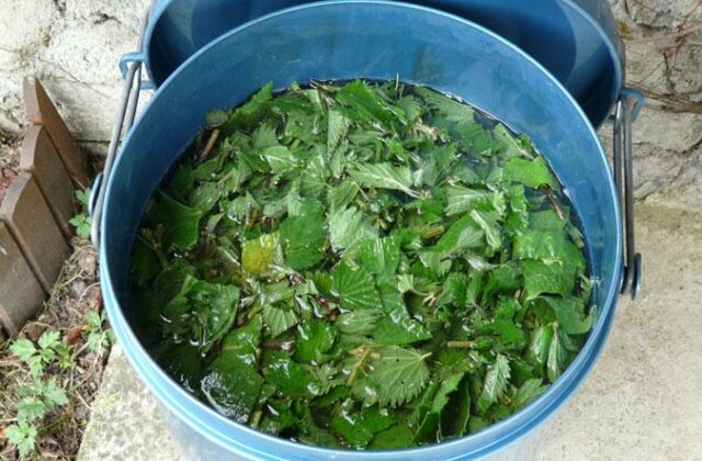 Purin d’ortie (engrais naturel)
