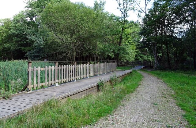 Initiation à la reconnaissance des plantes sauvages – Bois de Verrières